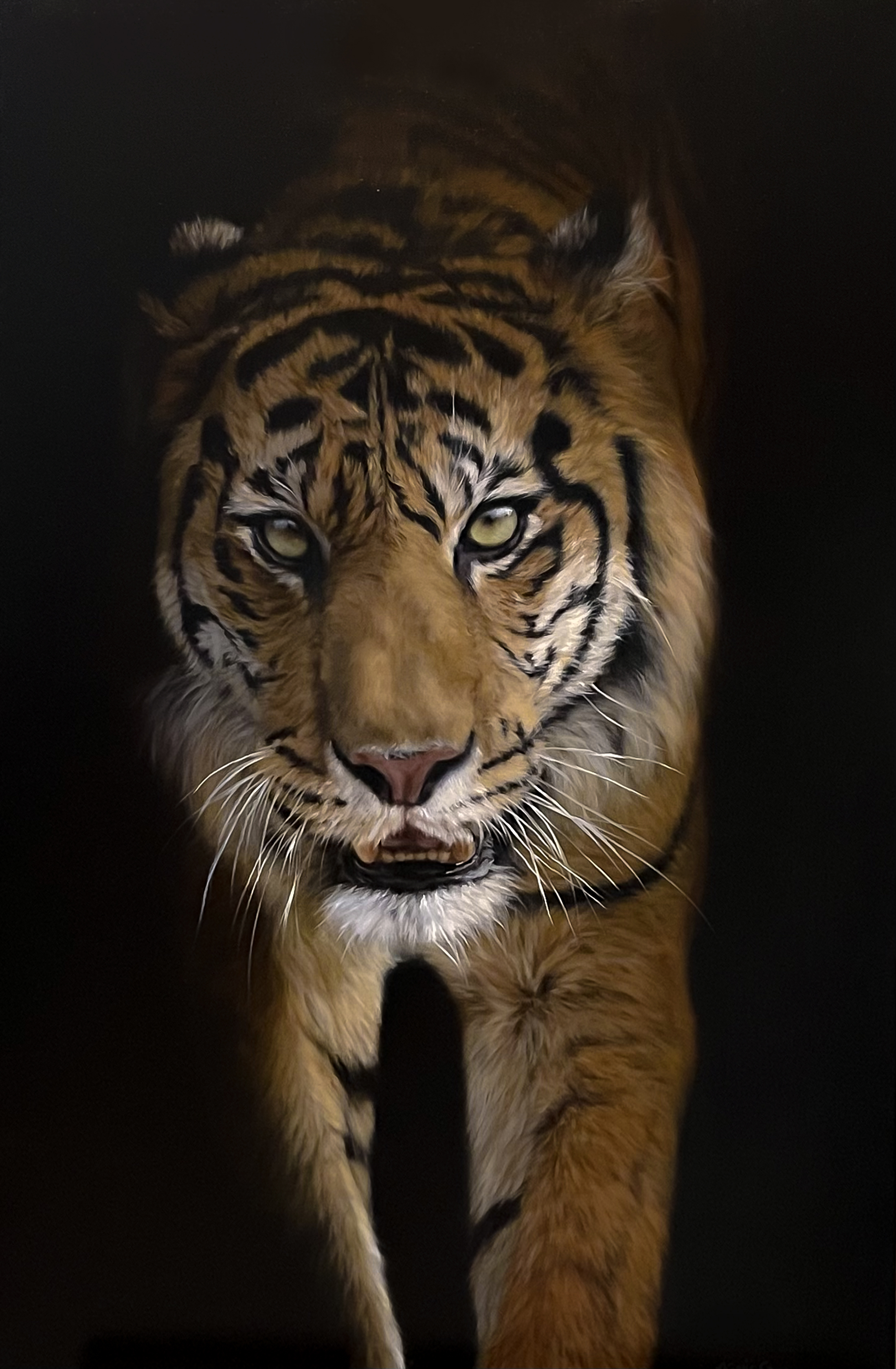 Sumatran Stripes